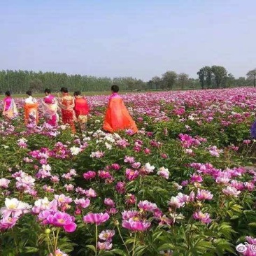 蒲公英