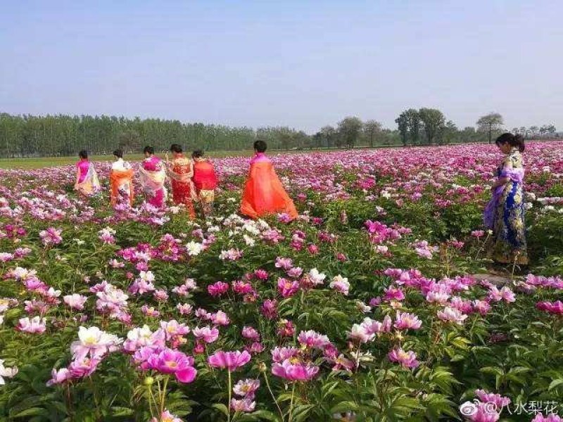 蒲公英
