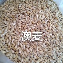 哈萨克斯坦白大麦，白色，粒饱满，杂少，可做饲料和大麦芽