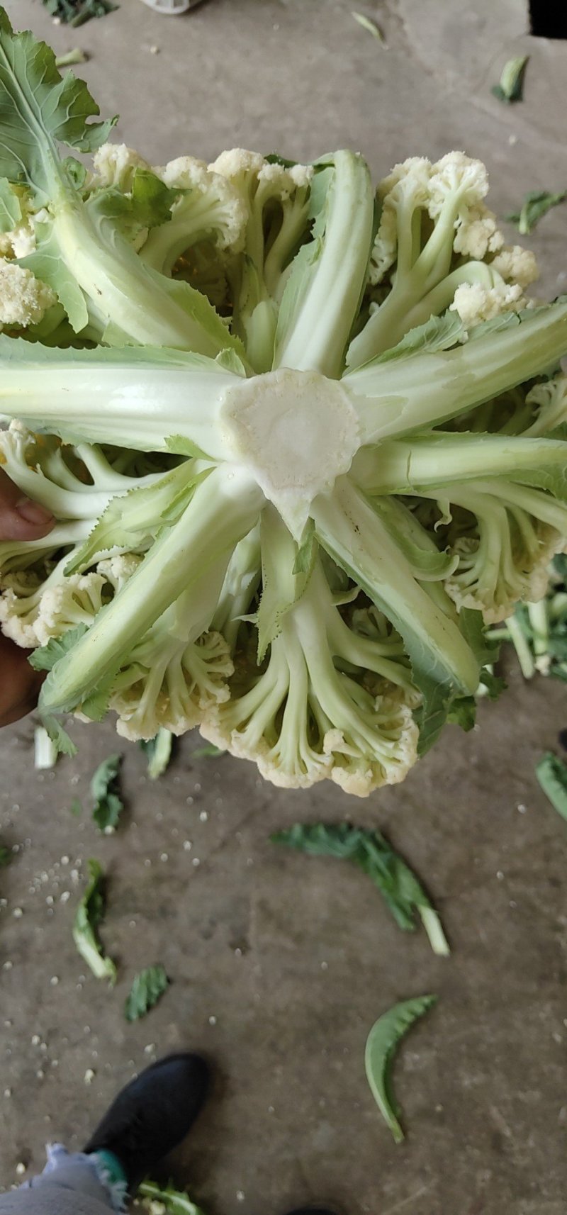 产地直发精品有机花菜青梗散花大量上市
