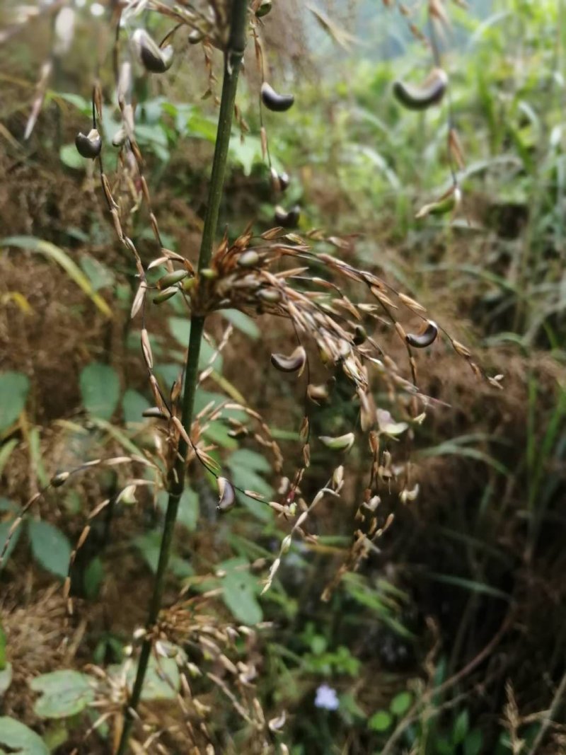 刺竹竹米