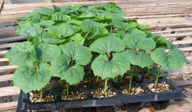 丝瓜苗，四叶一心，苗粗苗壮，无病害，正好订植。