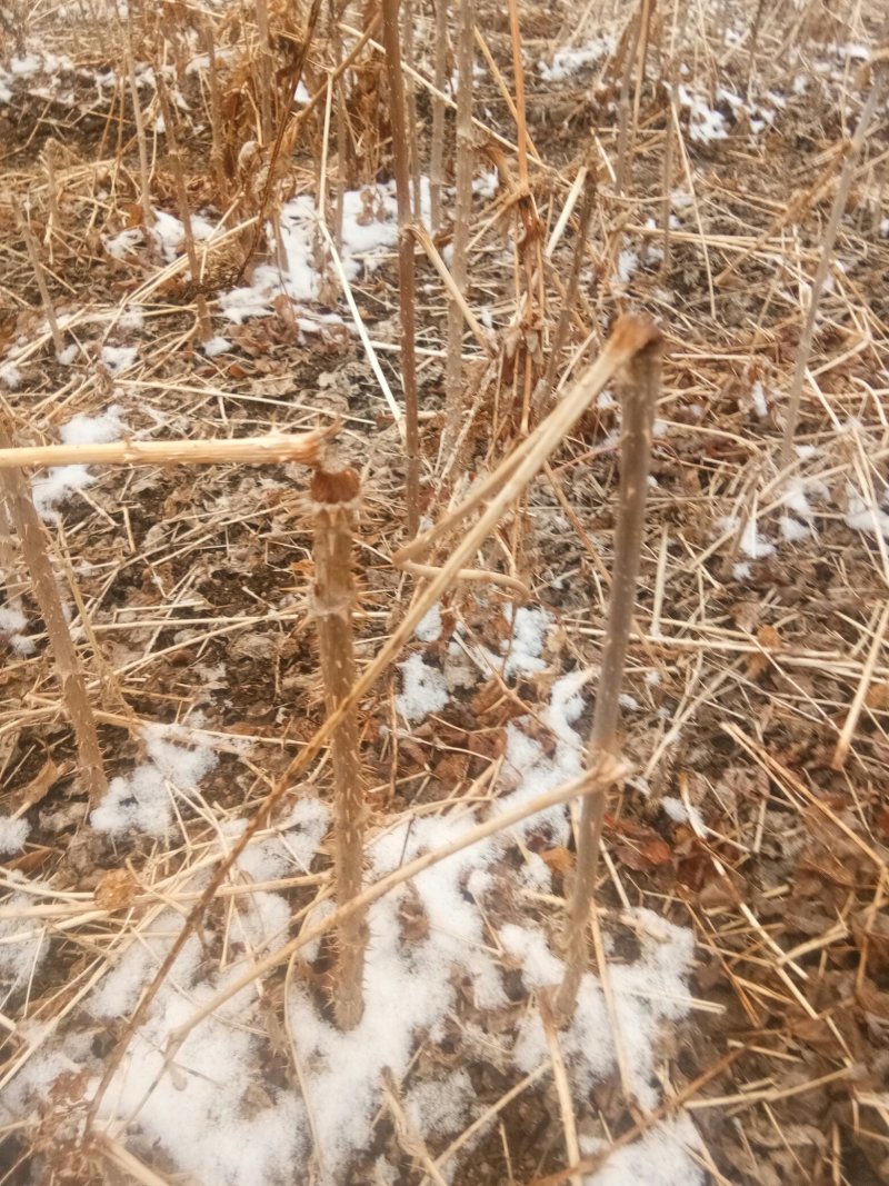刺龙芽苗，刺嫩芽苗货真价实保证质量信誉第一