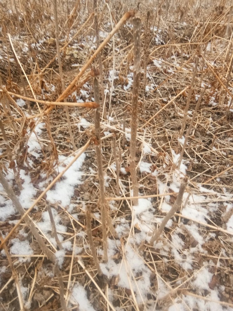 刺龙芽苗，刺嫩芽苗货真价实保证质量信誉第一