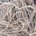 刺龙芽苗，刺嫩芽苗货真价实保证质量信誉第一