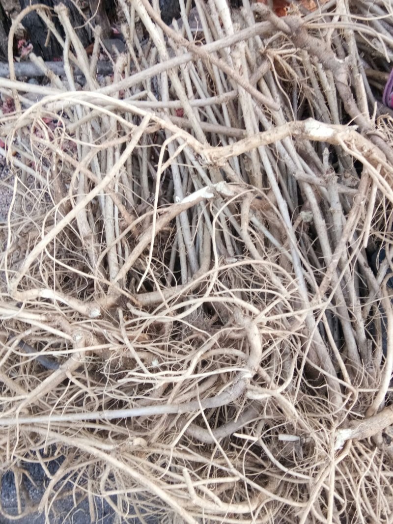 刺龙芽苗，刺嫩芽苗货真价实保证质量信誉第一