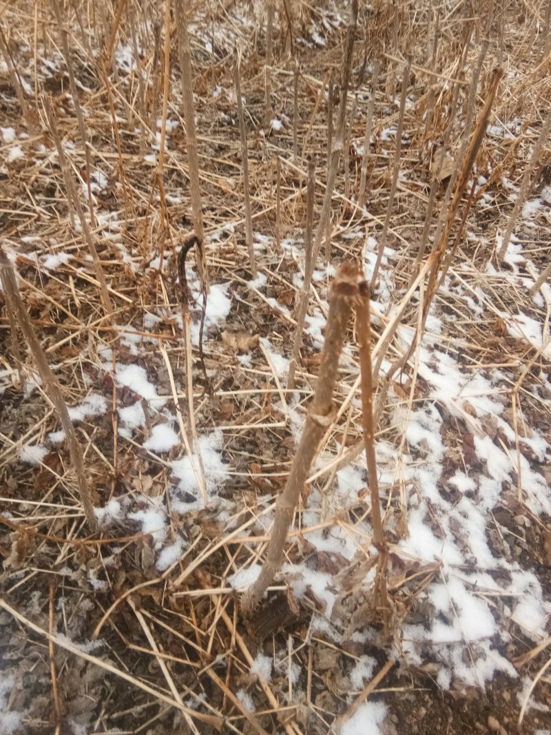 刺龙芽苗，刺嫩芽苗货真价实保证质量信誉第一
