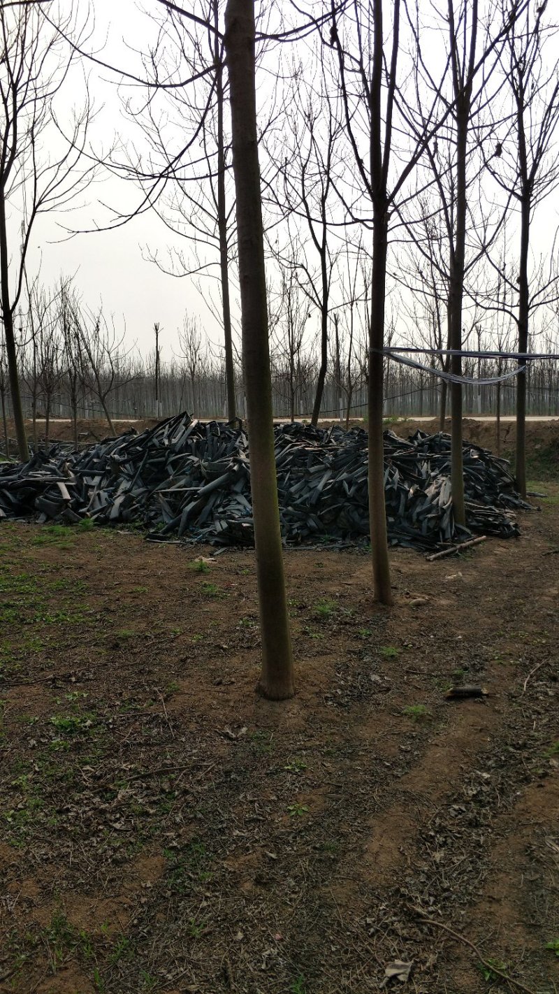 梓树8-15公分，万亩基地价格优惠