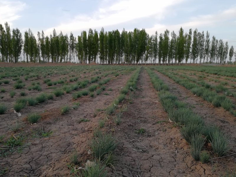 野生移栽的沙葱