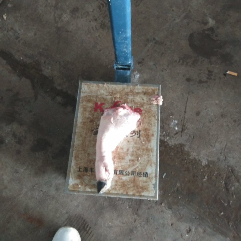 猪蹄