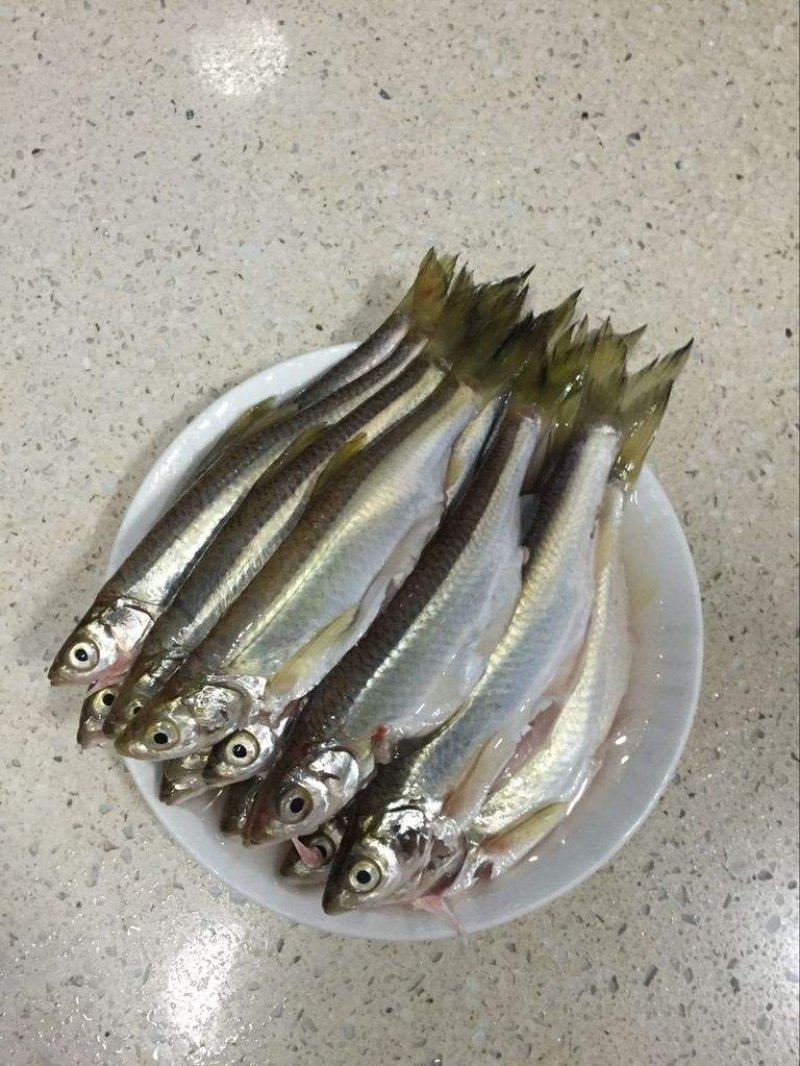 万绿湖黄尾鱼