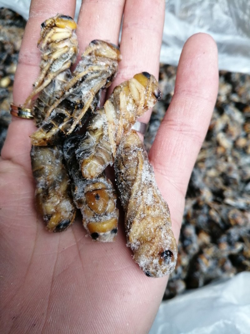 大黑蜂