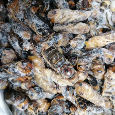 大黑蜂