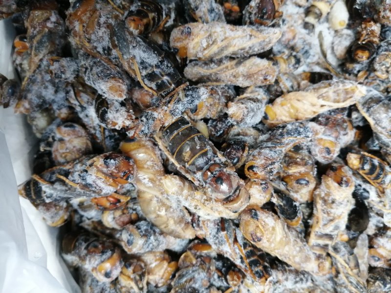 大黑蜂