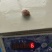 300/500秘鲁赤道鱿鱼嘴巴