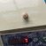 300/500秘鲁赤道鱿鱼嘴巴
