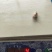 300/500秘鲁赤道鱿鱼嘴巴