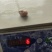 300/500秘鲁赤道鱿鱼嘴巴