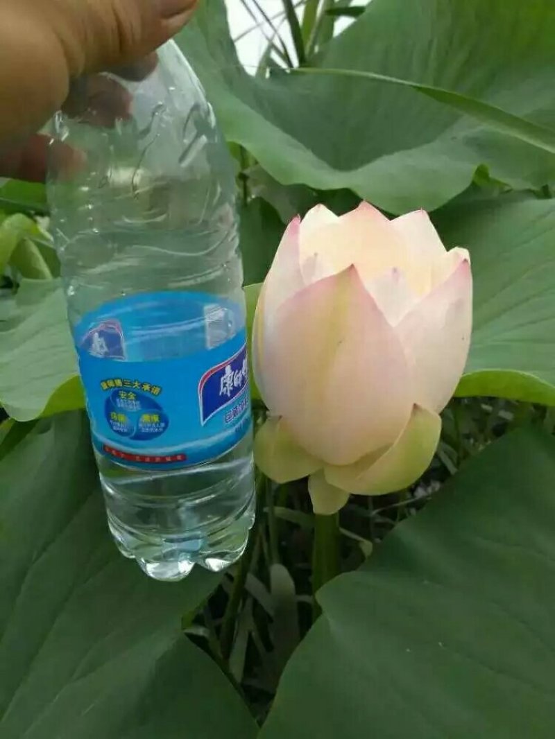 白洋淀荷花苗，货源充足，质量保证，全国发货