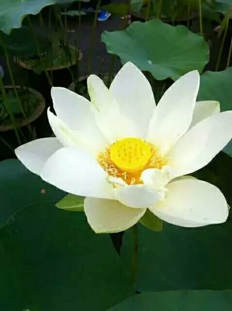 白洋淀荷花苗，货源充足，质量保证，全国发货