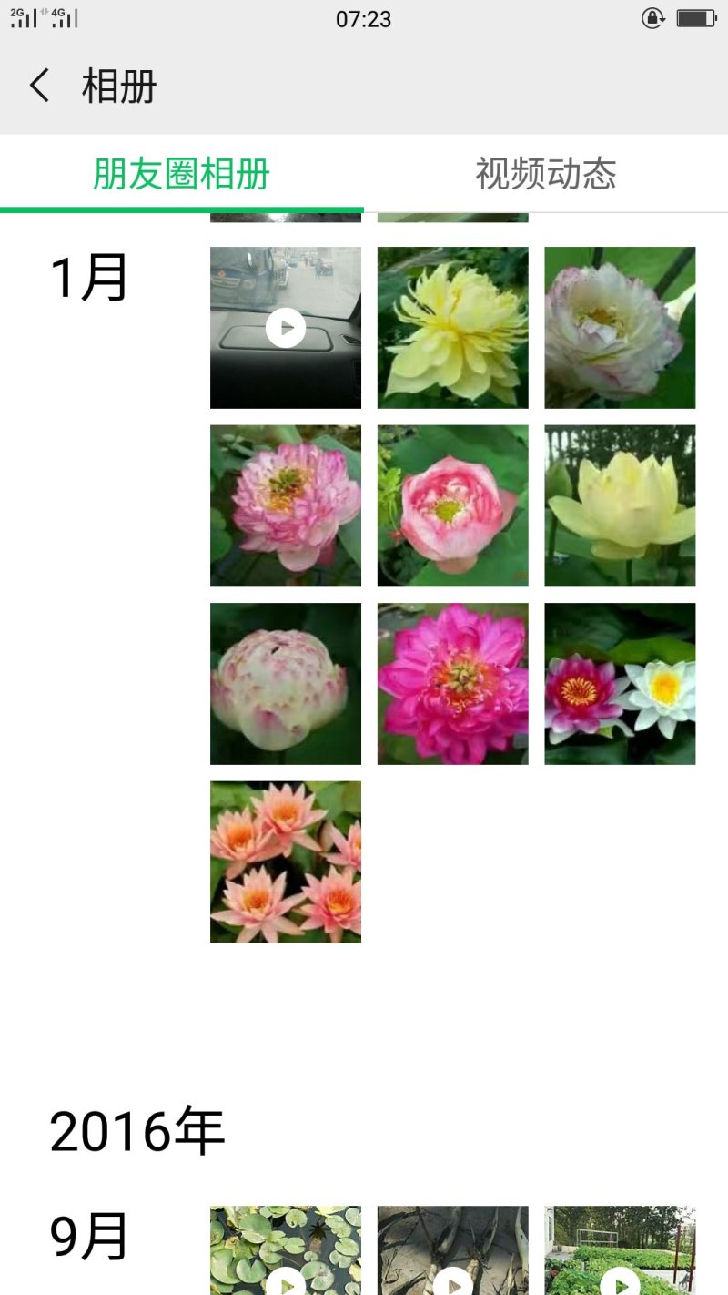 白洋淀荷花苗，货源充足，质量保证，全国发货