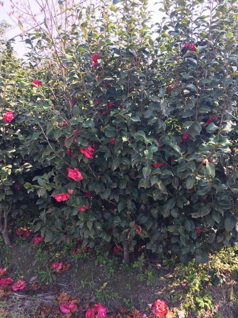 山茶花苗