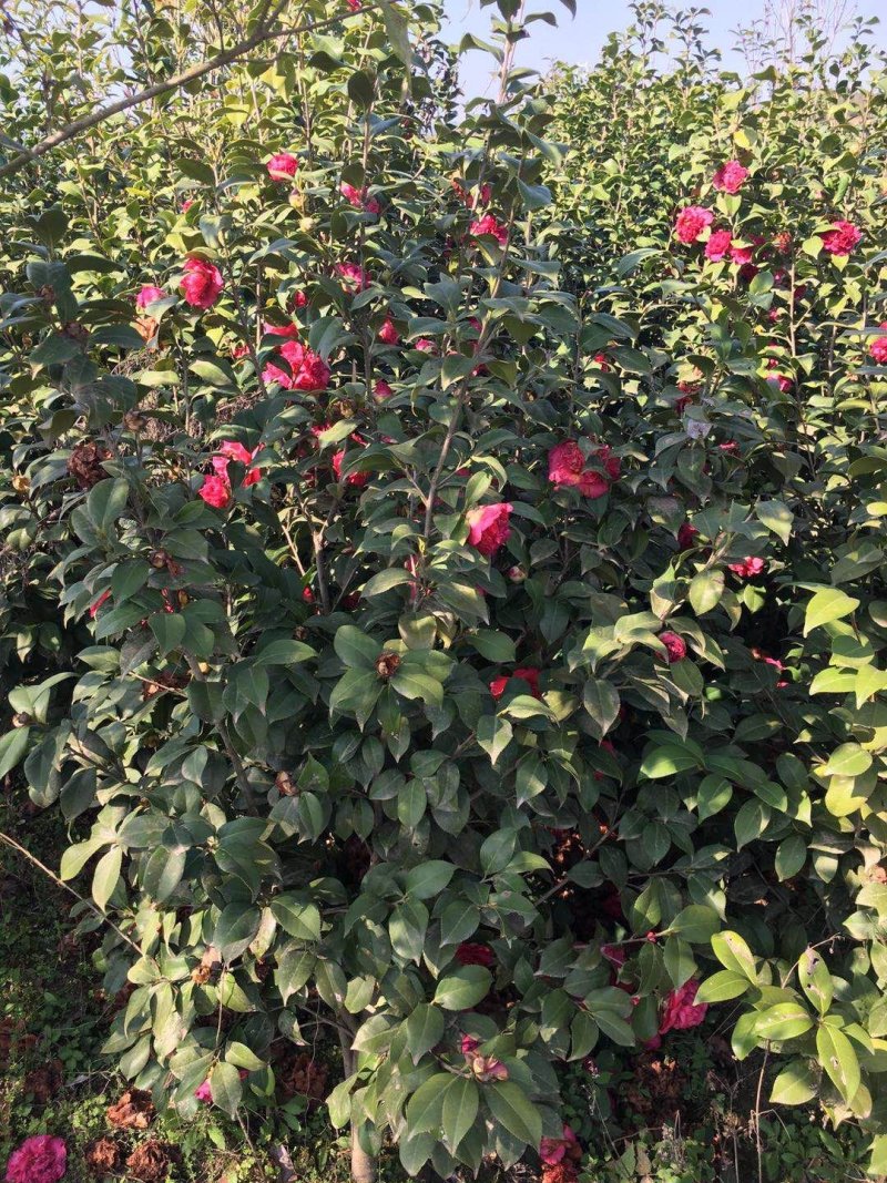 山茶花苗