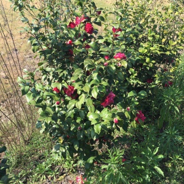 山茶花苗