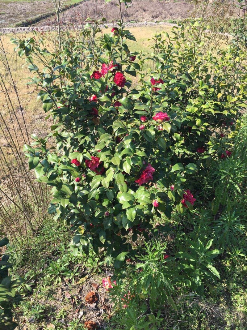 山茶花苗