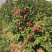 山茶花苗