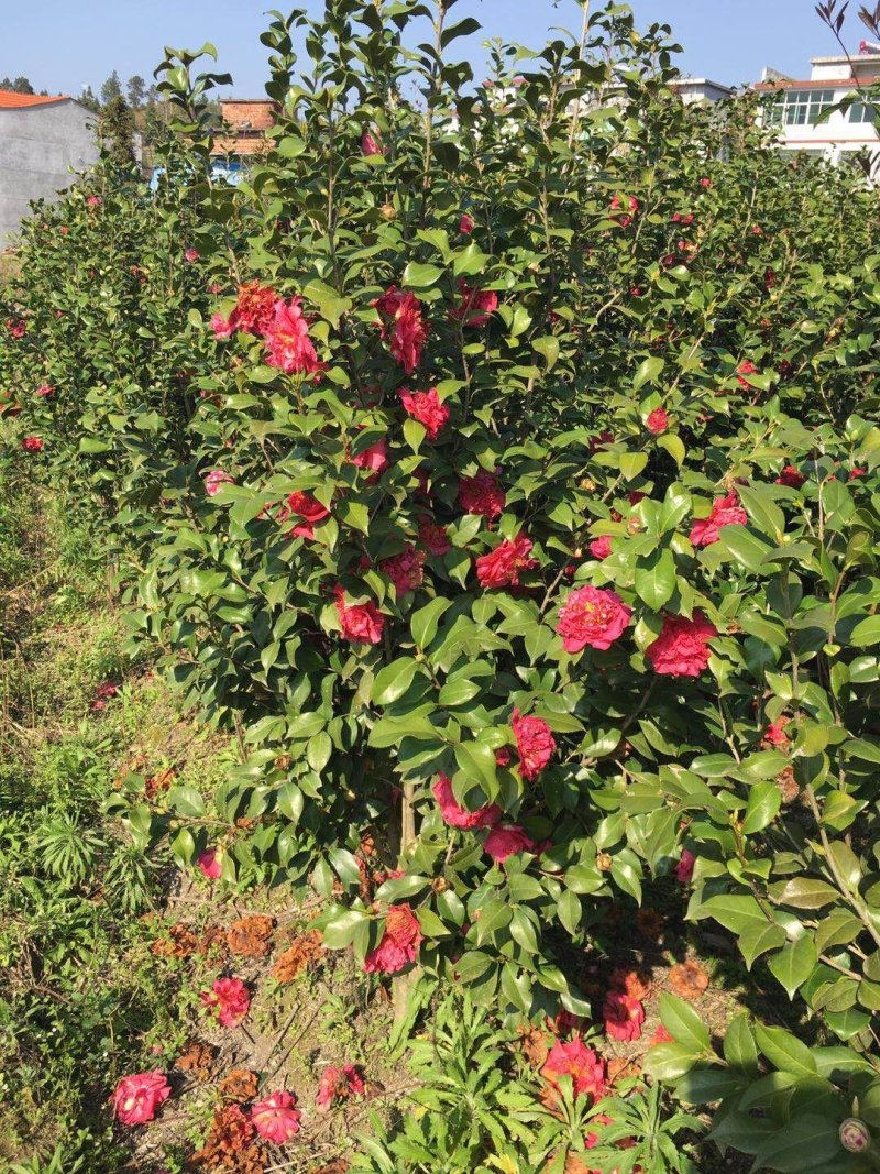 山茶花苗