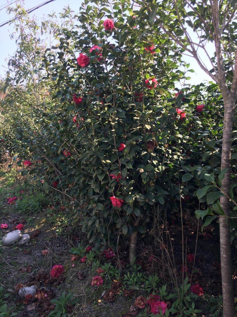 山茶花苗