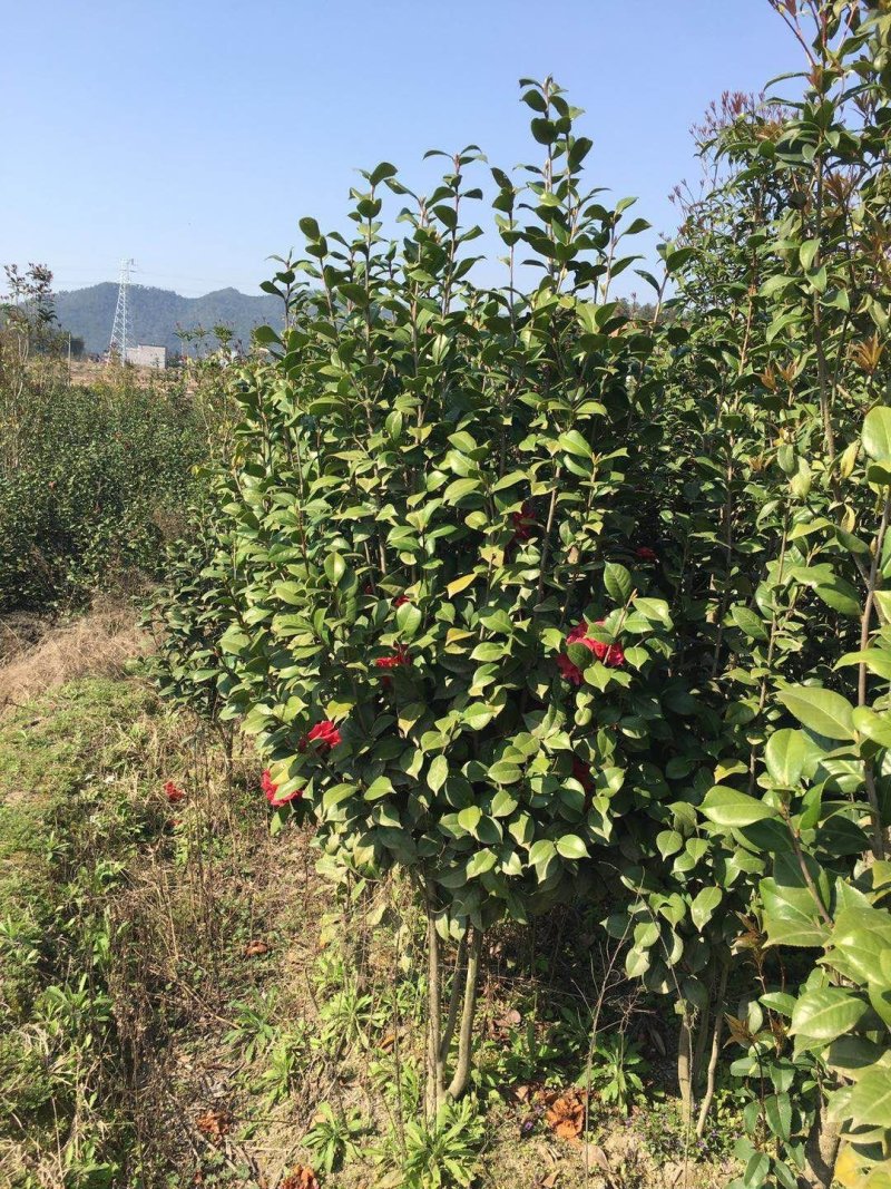山茶花苗
