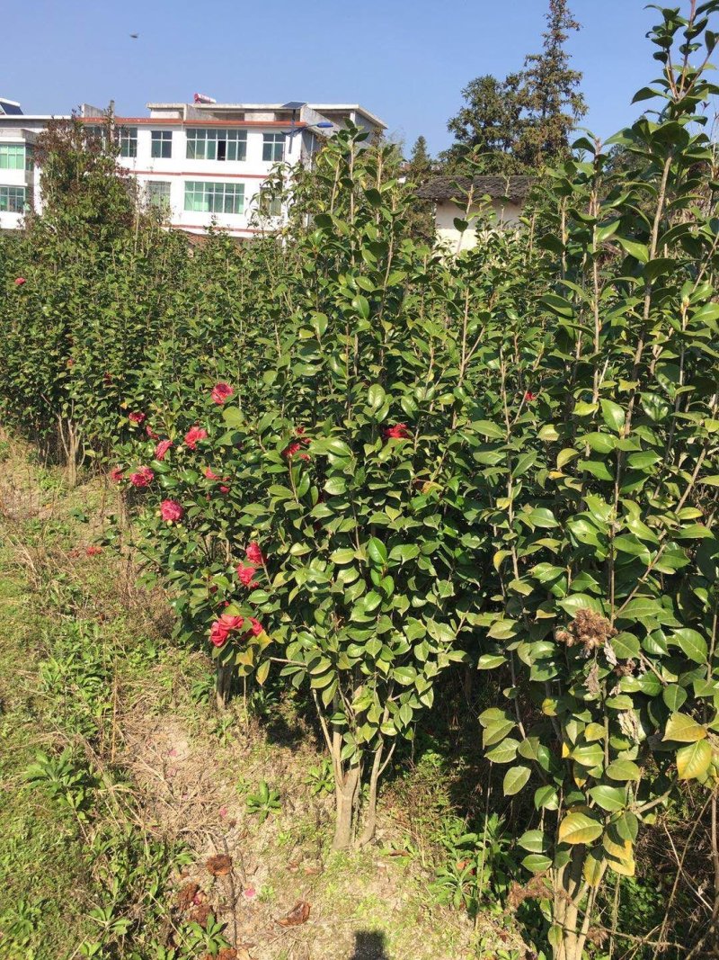 山茶花苗