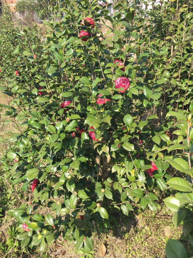 山茶花苗