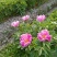 芍药苗