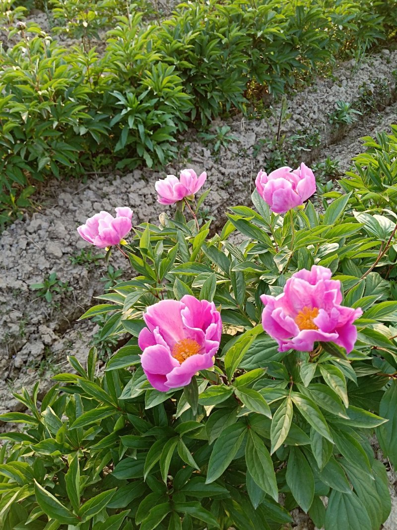 芍药苗