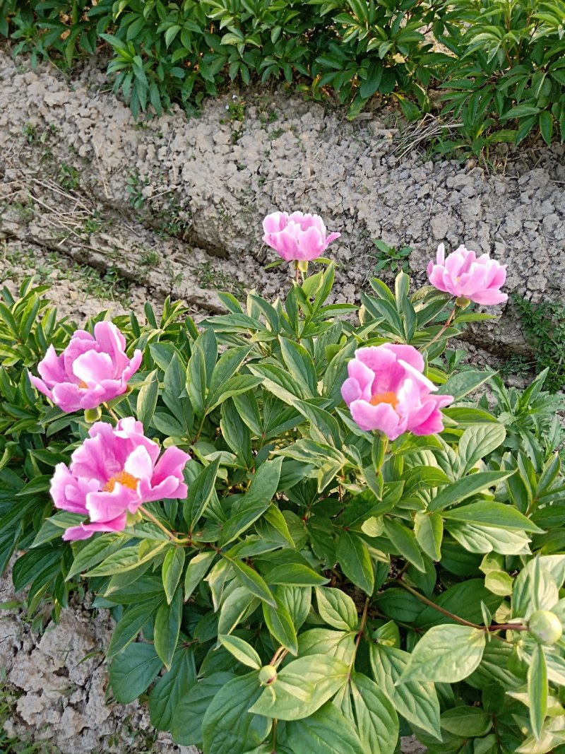 芍药苗