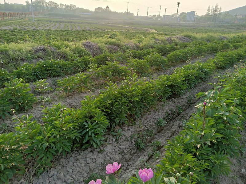 芍药苗