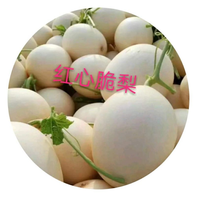 红心脆梨