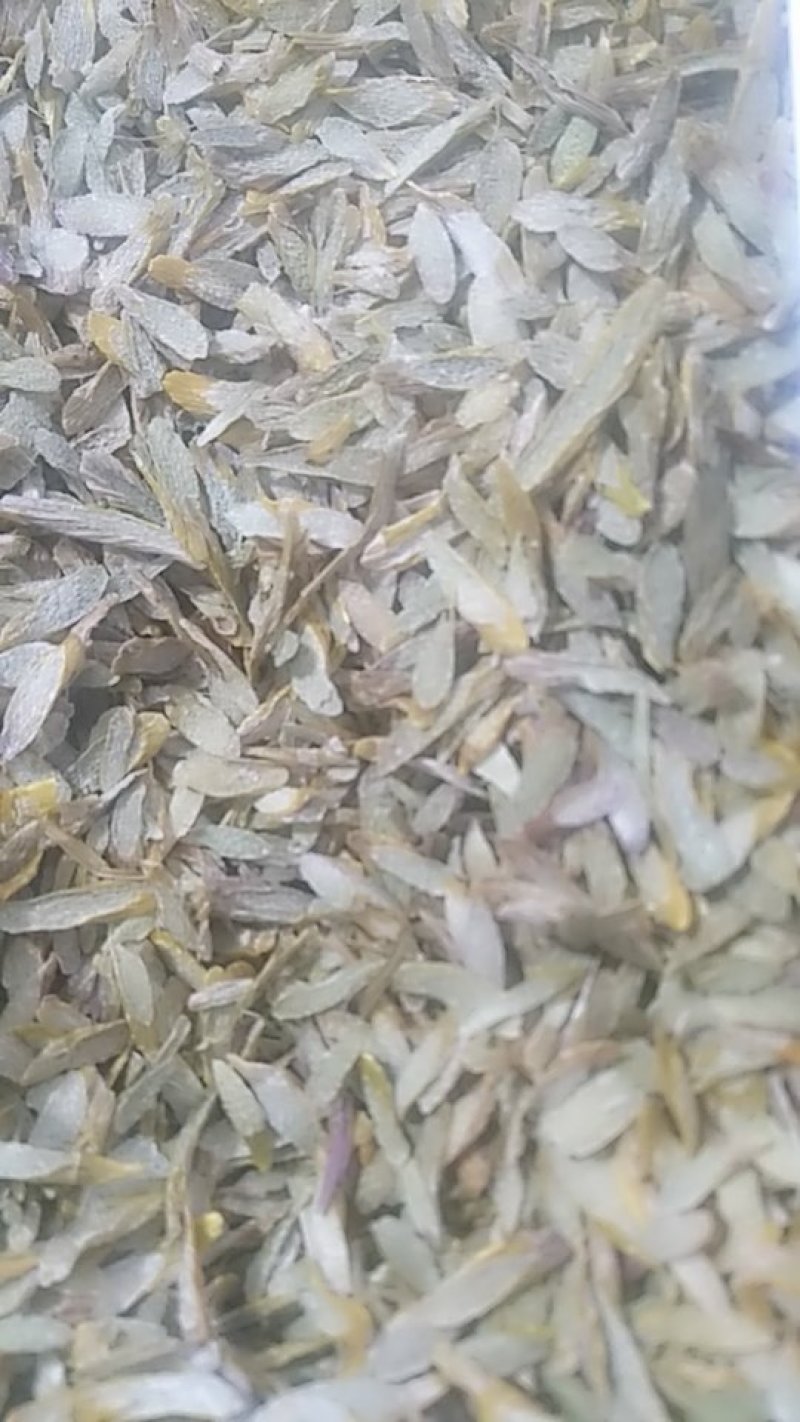 铁皮石斛