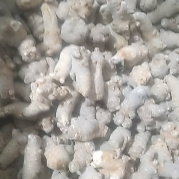 三七