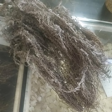 茵陈