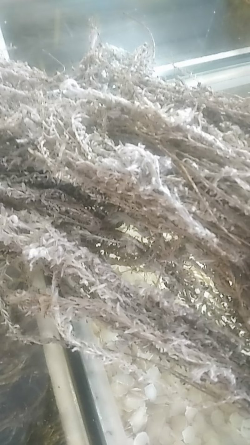 茵陈