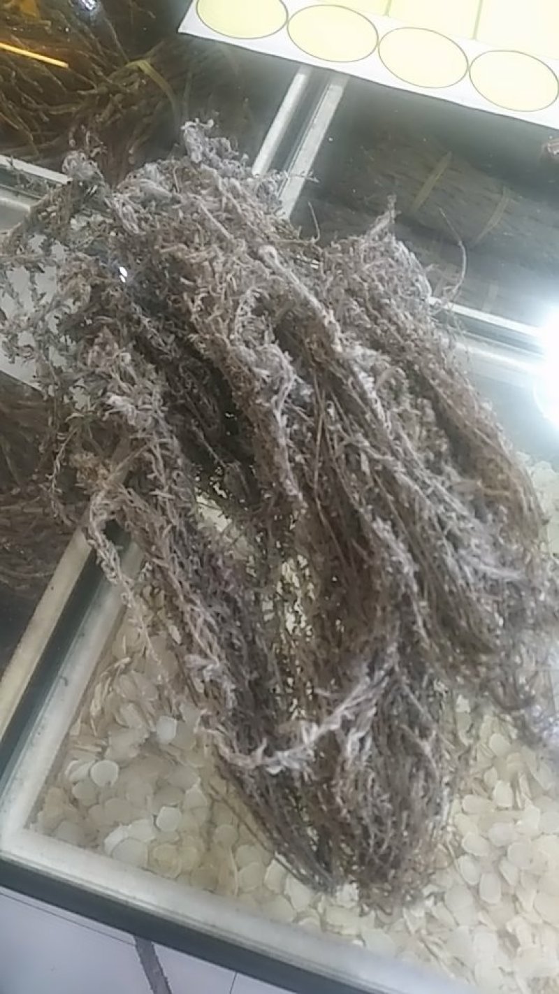 茵陈
