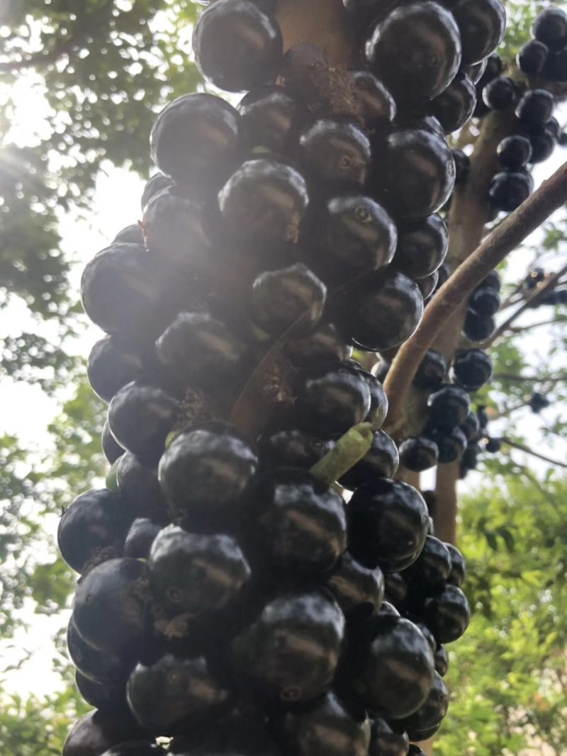 嘉宝果可对接商超平台欢迎来洽谈天然水果顺丰包邮，