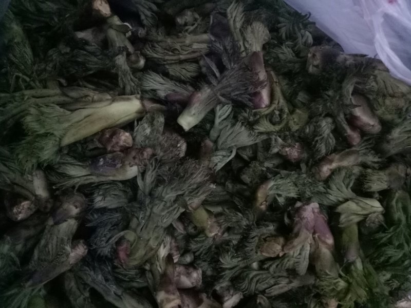 批发刺嫩芽潮鲜芽