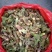 批发刺嫩芽潮鲜芽