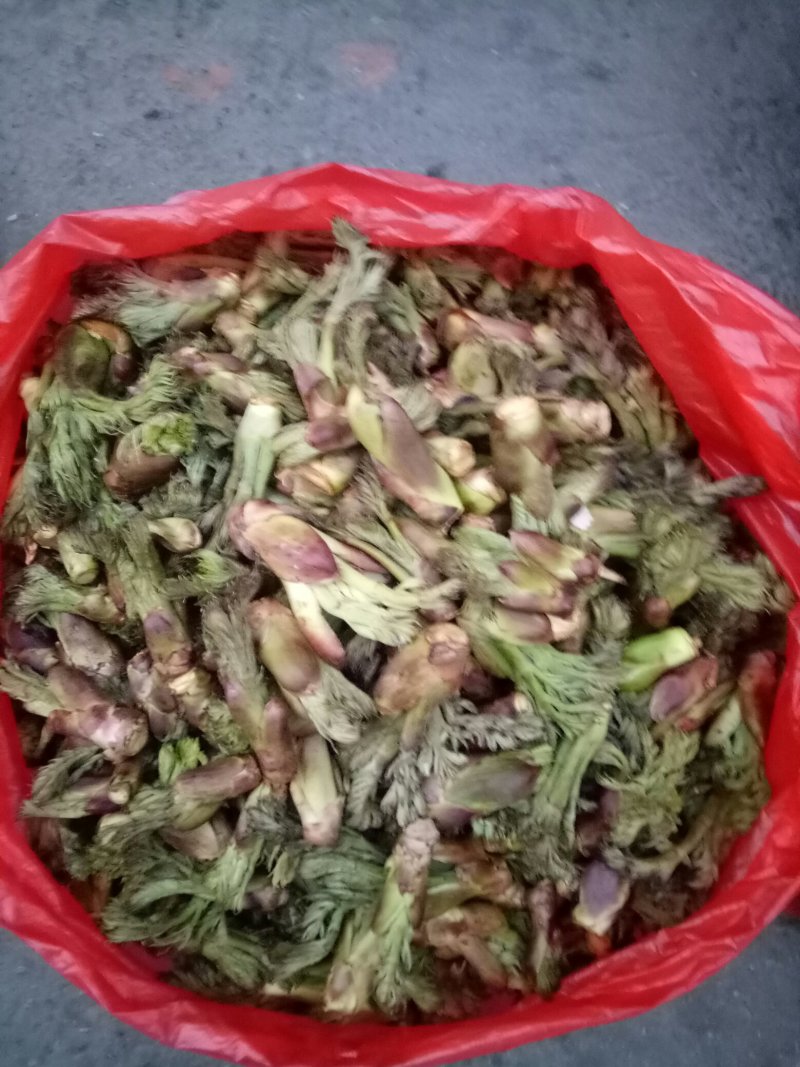 批发刺嫩芽潮鲜芽