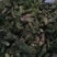 批发刺嫩芽潮鲜芽